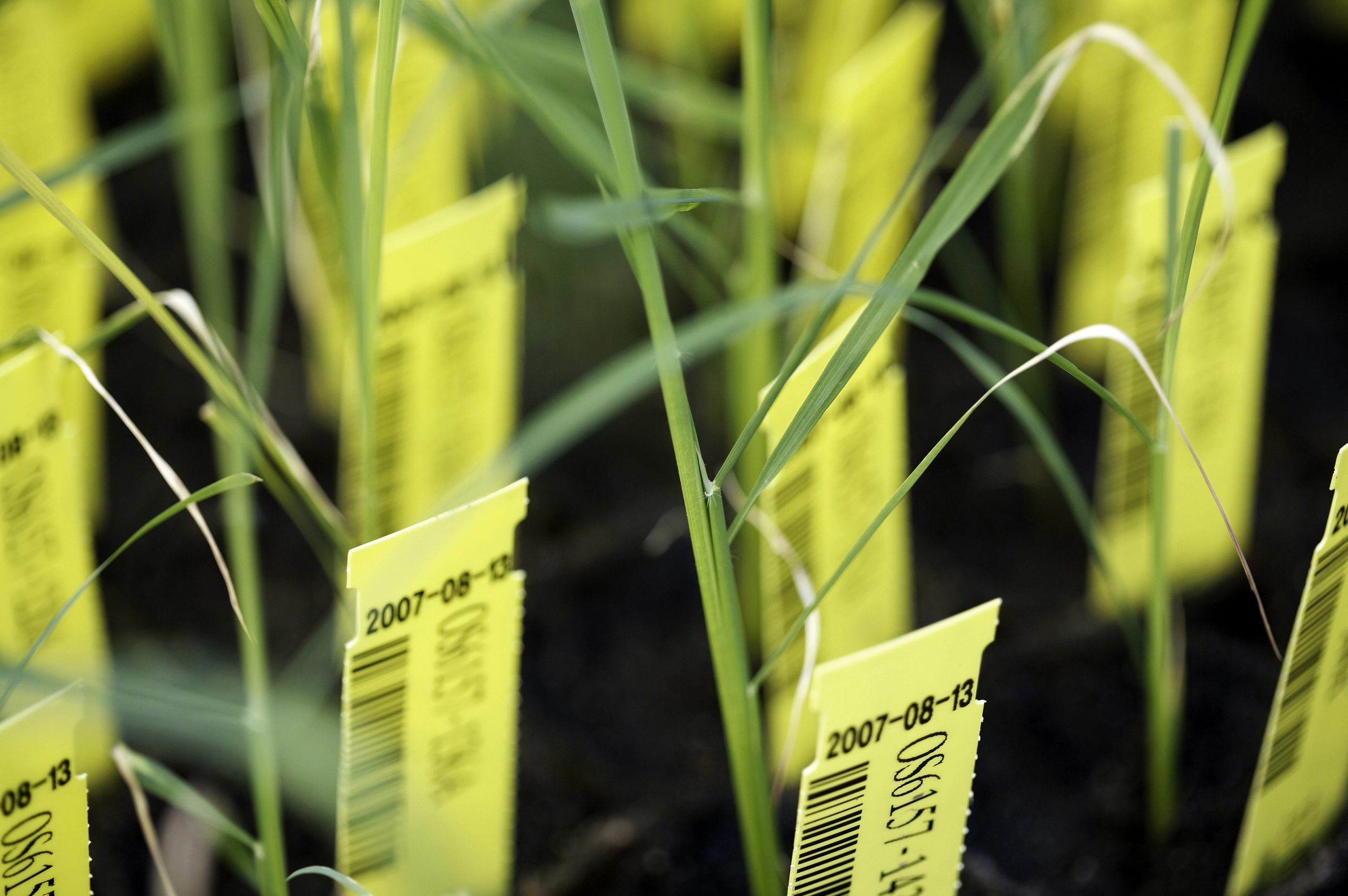 CropDesign sluit de deuren - deloonwerker.be