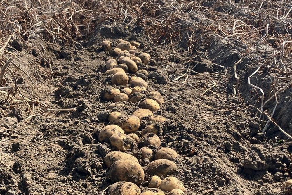 PotatoEurope 2025: Rooiveld klaar voor actie